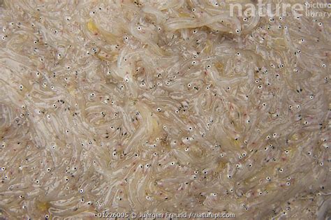 tabios fish|Keeping world’s smallest edible fish alive .